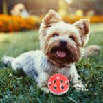 Plastic Hollow Bell Balls Spherical Toy - Image 2