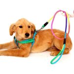 Rainbow Dog Harness and Leash Set - Large - Image 2
